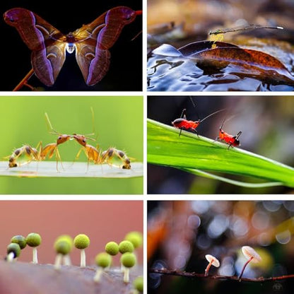 Macro Flash Diffuser Softbox for Insect/Jewelry/Stop Motion Photography, Compatible with 90-110mm Macro/Zoom Lenses, Portable Speedlite Softbox. - size: Large Size