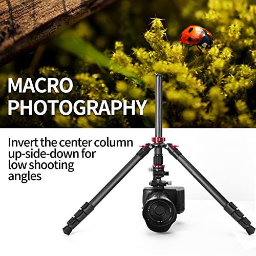 CAVIX 62" Professional Carbon Fiber Camera Tripod, Tripod & Monopod 2 in 1, Lightweight Travel Tripod with 360° Ball Head and Arca-Swiss QR Plate, 22lbs/10kg Load for DSLR Video Travel Photography - size: Carbon Fiber(62")